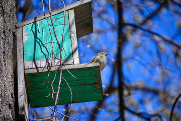 sparrow sitting on a tree in a manger