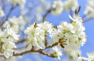 Honey bee gathering pollen on apricot tree flower