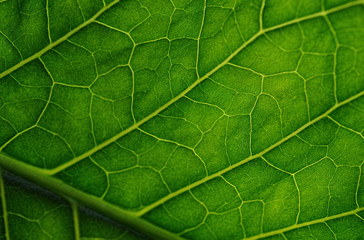 Fototapeta na wymiar Green leaf closeup as background