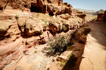  Road in  old Nabataean city Petra, Jordan