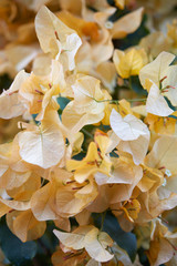 Bougainvillea, yellow flowers texture background