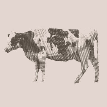 Cow. Farm animal. Vintage engraved illustration on chalkboard background.