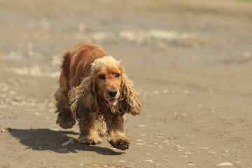 Single ginger spaniel runs on the ground with pieces of dirt in his ear and wool