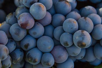 Racimo de Uvas Negras