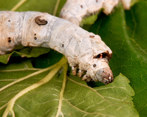 Silkworms on green mulberry leaves