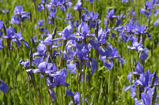 Irises - beautiful, spring, purple flowers, meadow with flowers