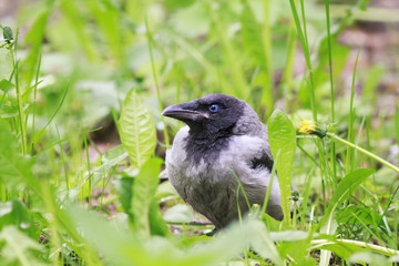funny chick gray crows sitting in the green grass