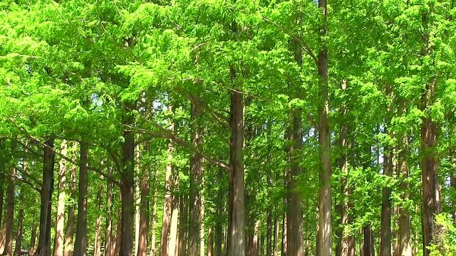 メタセコイアの新緑