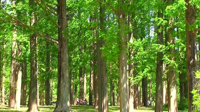 メタセコイアの森に吹く風