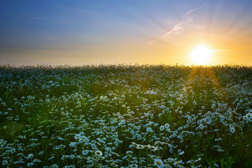 The sun is setting over a white daisies field. May landscape. Masuria, Poland.