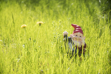 garden gnome standing in the grass