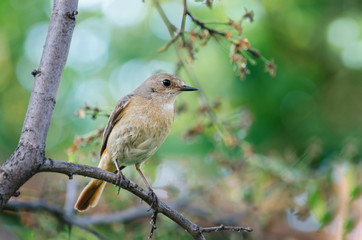 The bird sitting on the branch