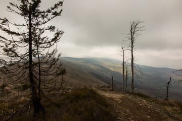 broken tree withered at the top of the Silesian Beskid in the ar