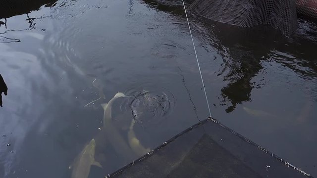 Big sturgeon floats in water on a fish farm