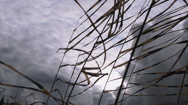 Black and yellow tapes sway on wind in summer day. Festival. Grey cloudness sky before heavy rain. Slow motion. 