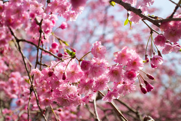 八重紅枝垂桜