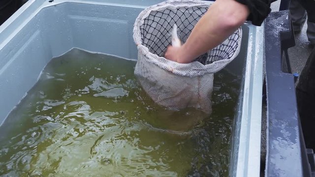 Sturgeon (starlet) is catching and killing in water tank before sale on a fish farm