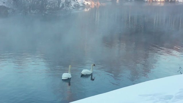 White swans swimming on river. Misty river in winter park. Winter forest without leaves. Swimming birds. Land covered by snow. Fog over cold river. Birds couple. White swans on water. Cold river. 