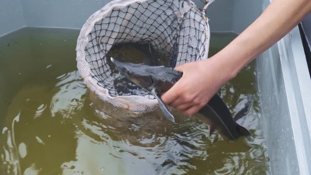 Sturgeon (starlet) is catching and killing in water tank before sale on a fish farm