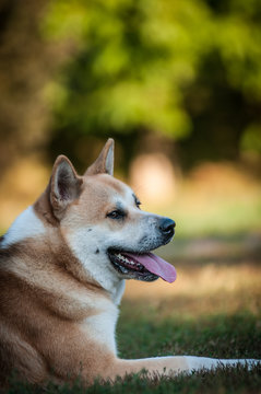 Akida dog outside