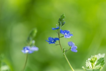 Forget me nots flowers in close up