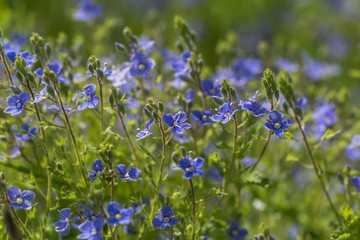 Forget me nots flowers in close up