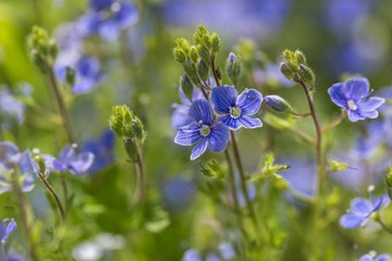 Forget me nots flowers in close up