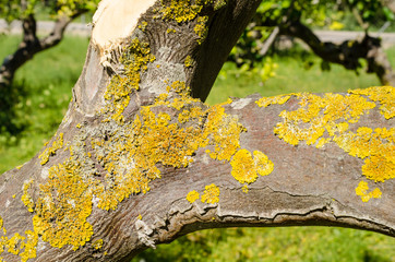 Fugus on tree trunk
