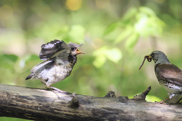 bird Blackbird brought his chick to eat a worm