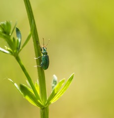 Little beetle sitting on plant
