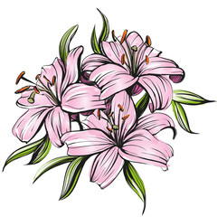 floral blooming lilies vector illustration hand drawn painted watercolor sketch