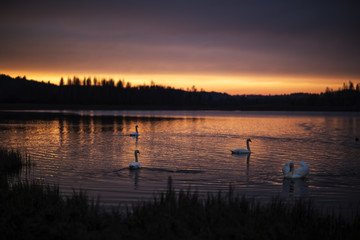 Wonderful group of swans on the lake with incredible sunset.