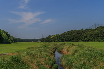 Fototapeta na wymiar 夏の手繰川の風景