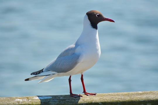 Lachm&ouml;we auf Usedom an der Ostsee