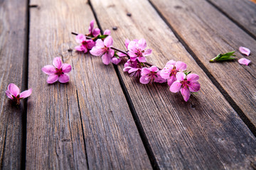 Fototapeta premium Peach blossom on old wooden background. Fruit flowers.