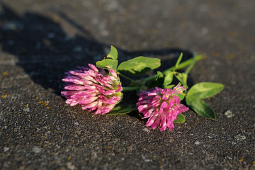Fototapeta na wymiar closeup of pink clover flower