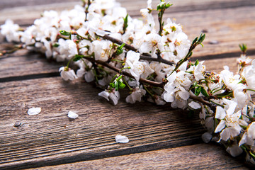 Fototapeta premium flowers on wooden background