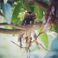 The owl rest under tree branch in the nature. 