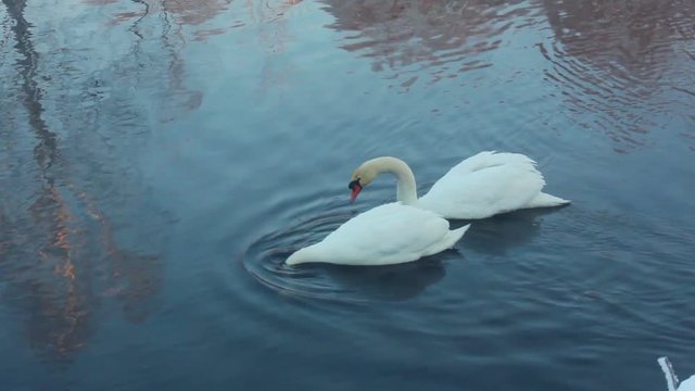 Swan dive. Waterfowl birds diving. White swans swimming in lake. Swan on blue water. Swans on pond, diving swans. White swans on water. Swan couple birds. Swimming birds. White birds on river