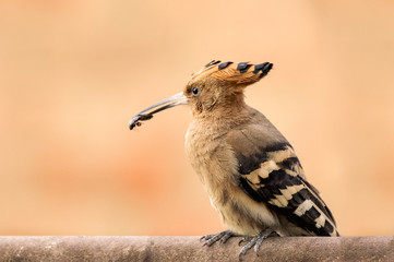 Hoopoe Catch insect
