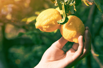 gardener hand touching ripe lemon on a tree