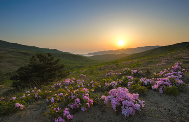 Rhododendron blooming on the coast on the sunset.