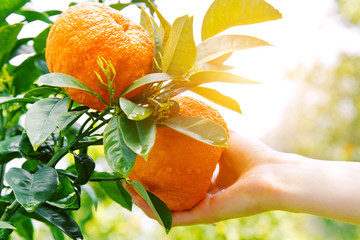 gardener hand touching orange on a tree - 111544303