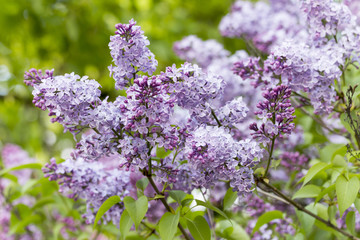 beautiful lilac with purple flowers in spring close-up outdoors