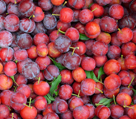 Cherry in basket