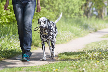dog walking with the owner - obrazy, fototapety, plakaty