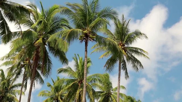 Coconut palms on the Koh Chang island in Thailand