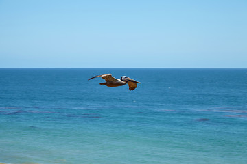 Brown pelican flying over the ocean