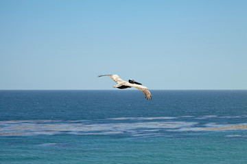 Fototapeta na wymiar Brown pelican flying over the ocean