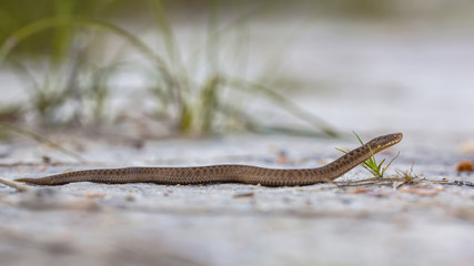 Common European Viper